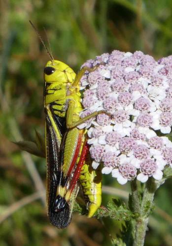 Réf. 239 255 : Arcyptera fusca
